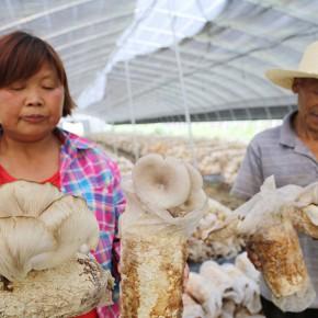 广东-广州15918506719询价报价:未提供食用菌 香菇检测茂名种植食用菌
